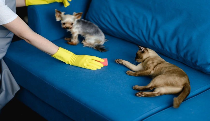 Pet stain and odor removal services in Halifax